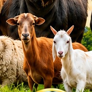 Goats
