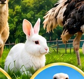 Rabbit